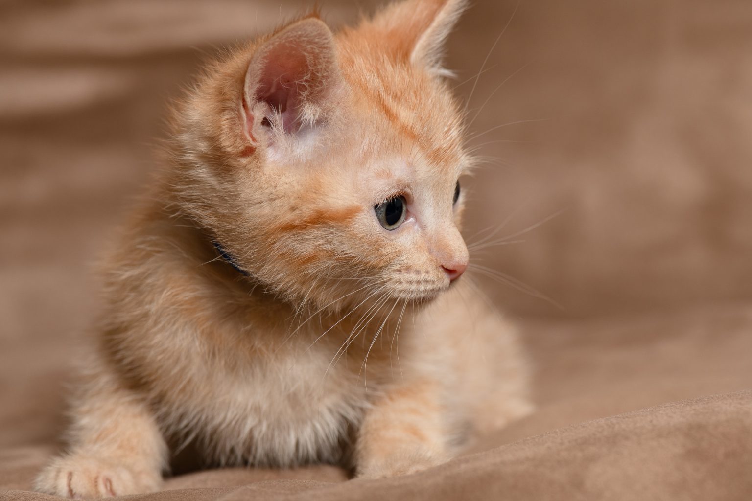 Real-Life Horror: Fostering Kittens – Patrick M. Kelly's Bulletin Board